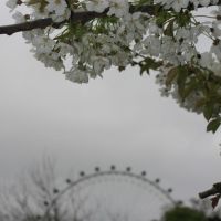 Grey Eye Blossom, Лондон
