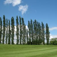 Stockwood Park golf course, May 2008, Лутон