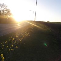 Daffodil sunset, Майденхед