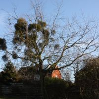 Silver Maple versus Mistletoe, Maidenhead, Майденхед
