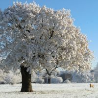 Frost blossom, Нортгемптон