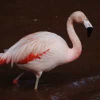 Pretty Flamingo, Пайнтон