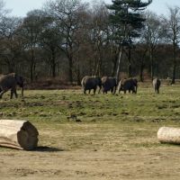 Knowsley Safari Park - Elephants, Прескот