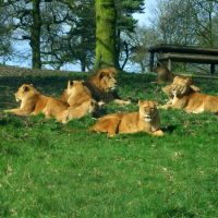 Knowsley Safari Park - lions, Прескот