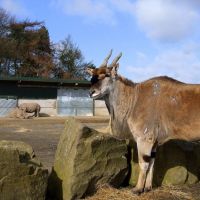 Knowsley Safari Park - Oryx and Rhinos, Прескот