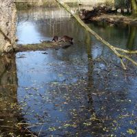 Knowsley Safari Park - Otters, Прескот