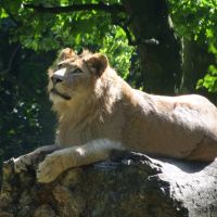 Lion at Knowsley Park, Прескот