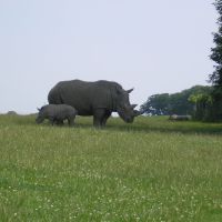 Rhinos in Knowsley Safari Park, Прескот
