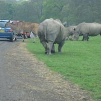 Rhinos at Knowsley Safari Park, Прескот