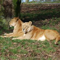 Lions at Knowsley Safari Park, Прескот