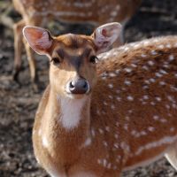 Deer at Knowsley Safari Park, Прескот