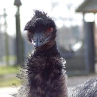 Emu at Knowsley Safari Park, Прескот