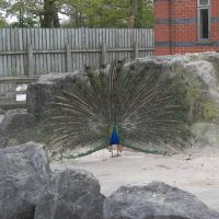 Peacock Dancing, Прескот