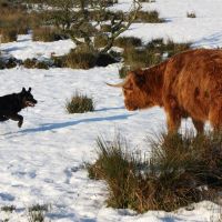 Dusty confronts a Highland Coo, Радклифф