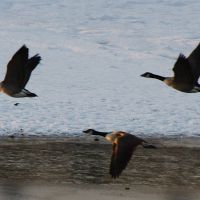 Geese over the reservoir, Радклифф