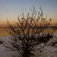 Winter bush, Радклифф