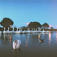 Swans at Dusk, Райд