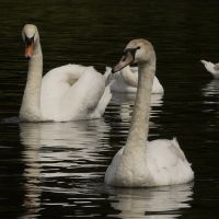 young swans, Ранкорн