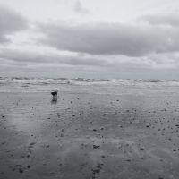 Redcar - Lonely Dog, Редкар