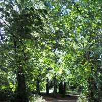 Woodland in Priory Park (4), Рейгейт