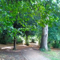 Woodland in Priory Park (5), Рейгейт