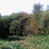 Woodland in Priory Park (7), Рейгейт