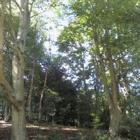 Woodland in Priory Park (8), Рейгейт