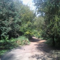 Woodland in Priory Park (9), Рейгейт