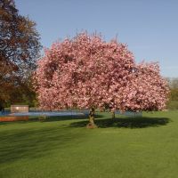 cherry tree blossom verulam park, Сант-Албанс