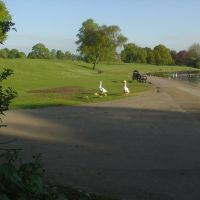 Geese with Goslings - Verulam Park, St Albans, Сант-Албанс