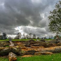Rotting logs Verulam Park St Albans, Сант-Албанс