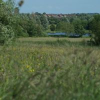 Brierley Forest - Meadow in Full Flower, Саттон-ин-Ашфилд