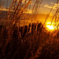 Golden Grass, Сканторп