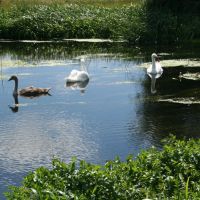 Swans on the River Colne, Стайнс