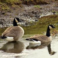 Canadian geese, Стаффорд