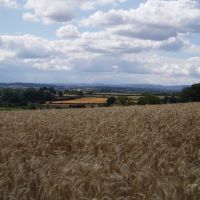 Field of wheat, Cock Croft, Стретфорд