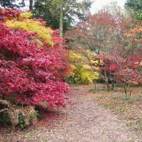Autumn Maples at Queenswood, Стретфорд