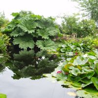 Pond at Stockton Bury Gardens, Kimbolton, Стретфорд