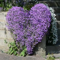 Slad Rd. Stroud, heart flowers, Строуд