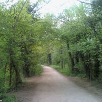 A Pathway through the woods (1), Тонбридж