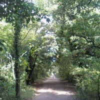 A Pathway through the woods (2), Тонбридж