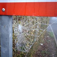 Morning spiders web, Траубридж