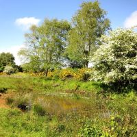 Heathland owned by the Wildlife Trust for Lancashire, Manchester and North Merseyside, Формби
