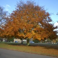 Harpenden Beech Tree, Харпенден