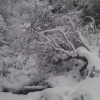 Woods in Winter, Хейвардс-Хит