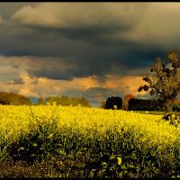 Oil Seed Rape Under Stormy Skies, Херефорд