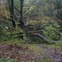 Tree in Borsdane Wood (Oct 07), Хиндли