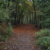 Fallen Leaves, Borsdane Wood (Oct 07), Хиндли