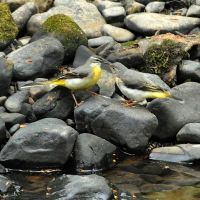 Mother and chick. Grey Wagtails, Хиндли