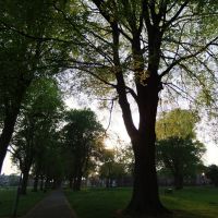 Old tree in Queens Park, Хинкли